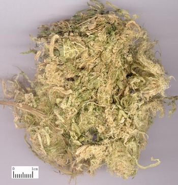 竹茹-医路上