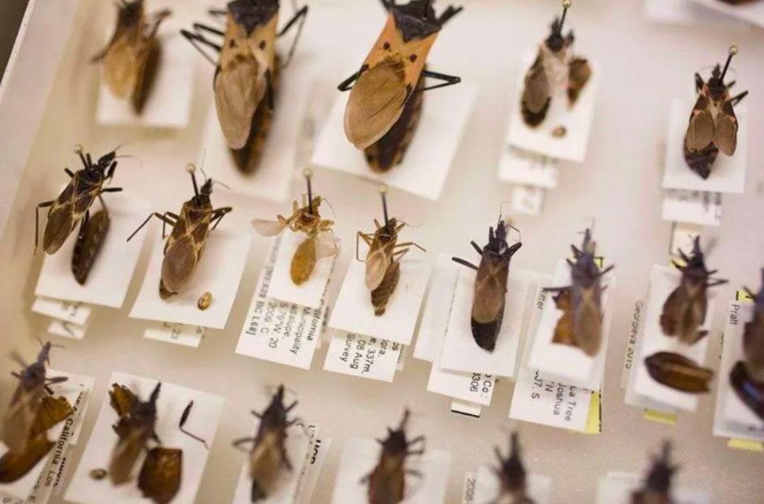 超一亿人处于“新的艾滋病”危险之中-医路上