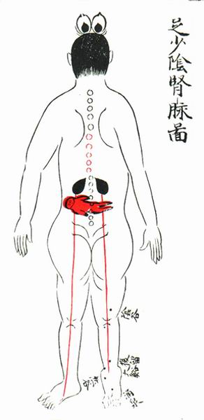 足少阴肾脉图-医路上