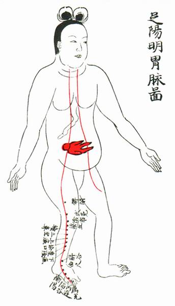 足阳明胃脉图-医路上