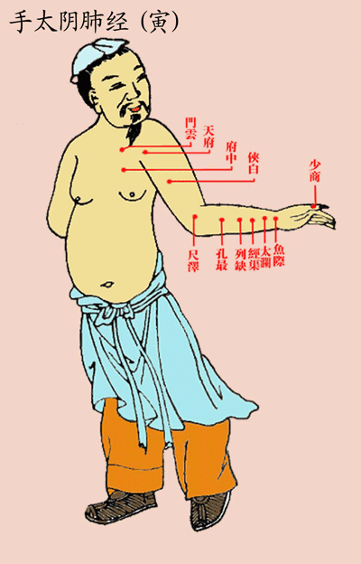 手太阴肺经(寅)-医路上