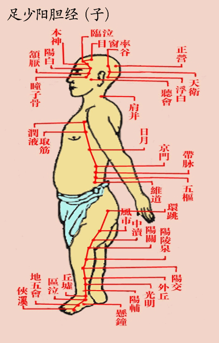 足少阳胆经(子)-医路上