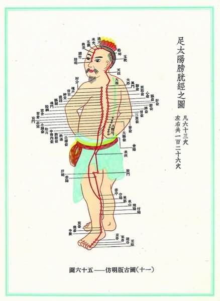 足太阳膀胱经(明)-医路上