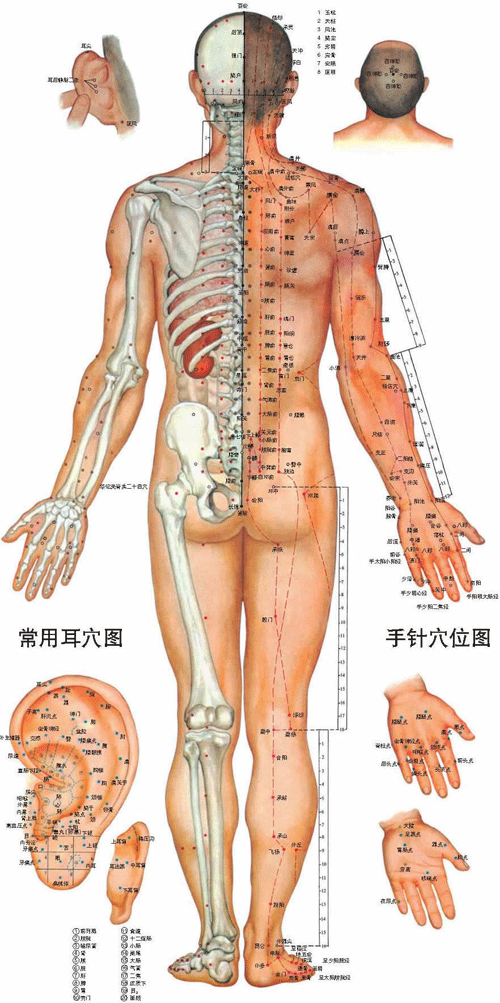 男性人体经络穴位图背面-医路上
