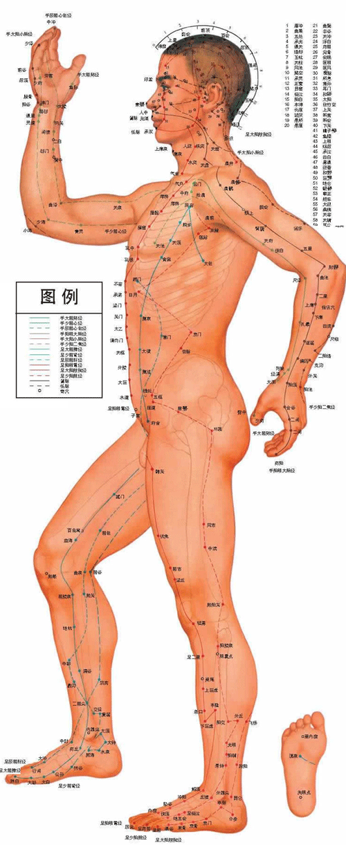 男性人体经络穴位图侧面-医路上