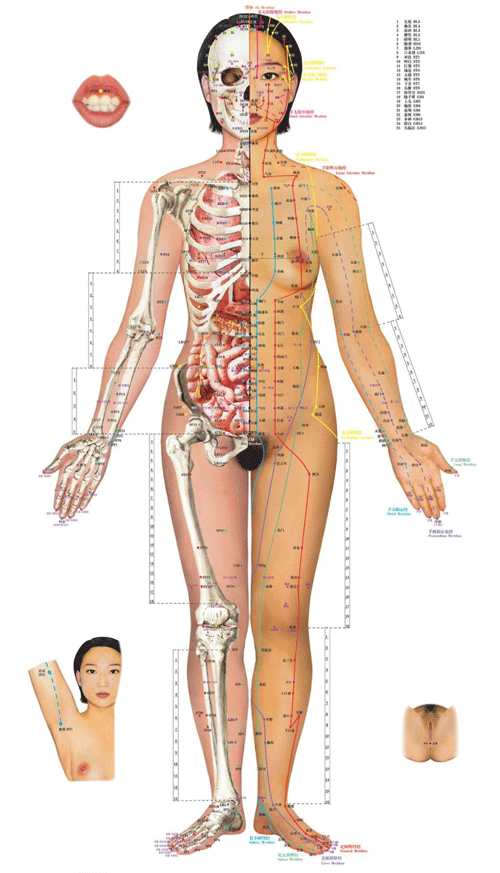 女性人体经络穴位图正面-医路上