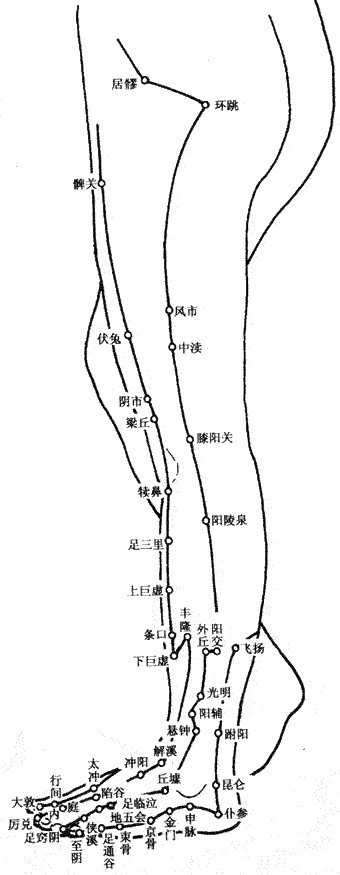 下肢外侧穴位图-医路上