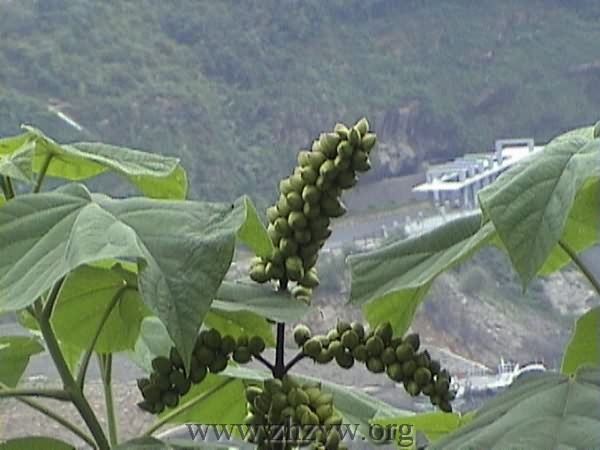 泡桐果-医路上