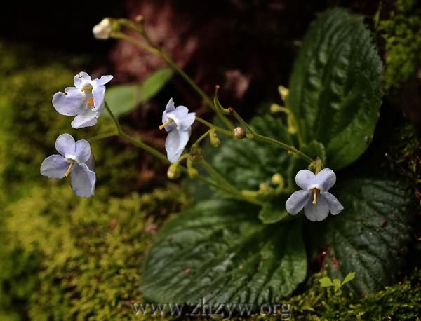 牛耳草-医路上