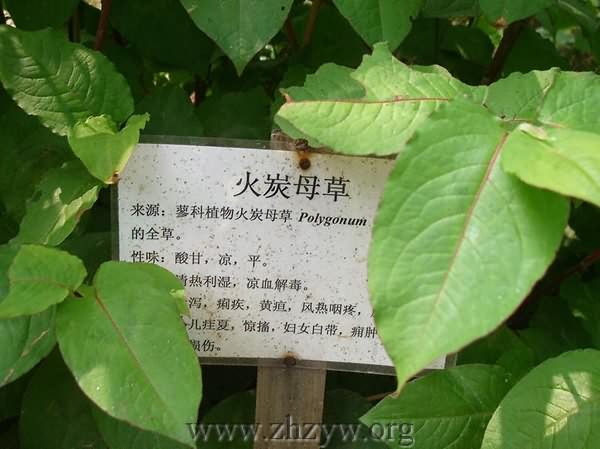 火炭母-医路上