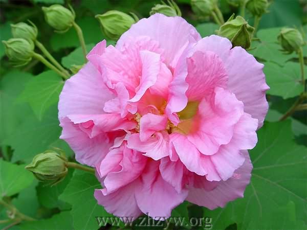 芙蓉花-医路上
