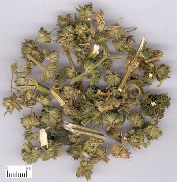 益母草-医路上
