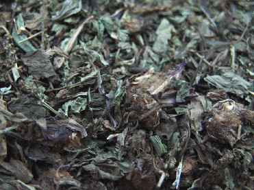 车前草-医路上