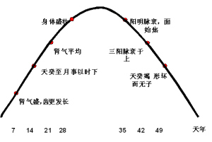 从肾气盛衰认识女性疾病-医路上