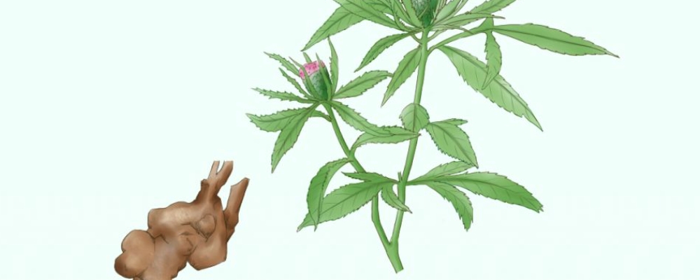 归脾丸和补中益气丸可以同时吃吗-医路上