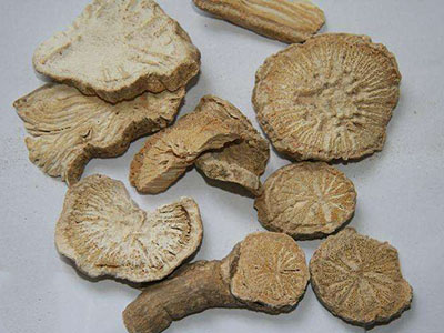 防已：化瘀宣痹利水消肿-医路上