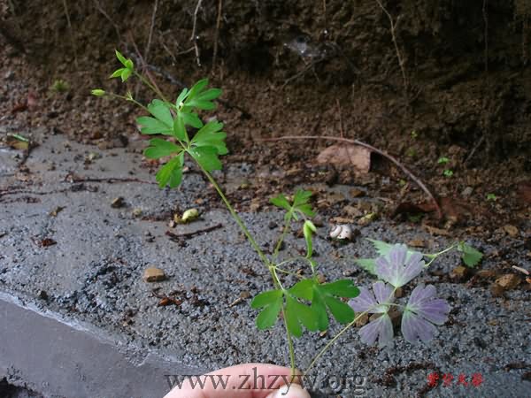 紫背天葵-医路上