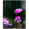 扁豆花-医路上