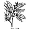 山小橘-医路上