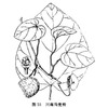 大叶青木香-医路上