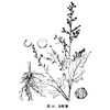 大叶藜-医路上