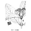 大叶紫珠-医路上