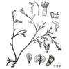 丁癸草-医路上