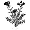 飞廉-医路上