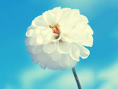 中药抗癌也须防毒副作用