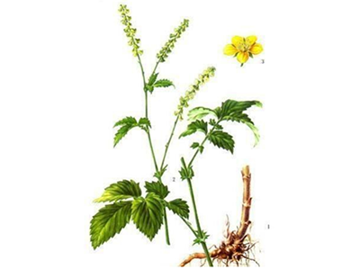 仙鹤草的妙用-医路上