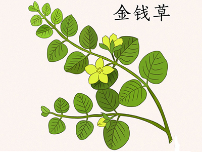 哪种金钱草排石溶石好-医路上