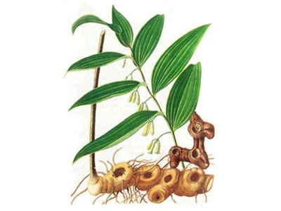 黄精：润肺补脾，滋肾填精-医路上