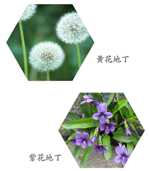 清热解毒说二丁-医路上