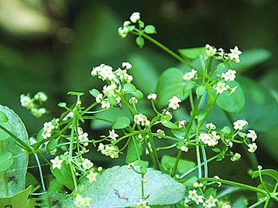 茜草收涩通经两擅其能-医路上