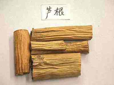 单用芦根大剂量治疗肺痈和夏季热-医路上