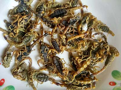 全蝎:息风止痉 活络止痛 解毒散结-医路上