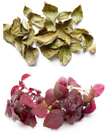 樟叶紫苏叶外洗治荨麻疹-医路上